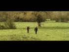 The Mole & The Fox - Stars